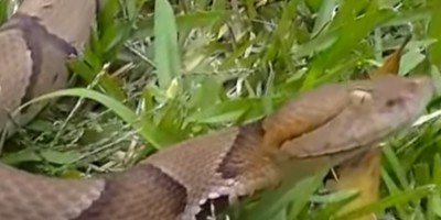 Bradenton snake